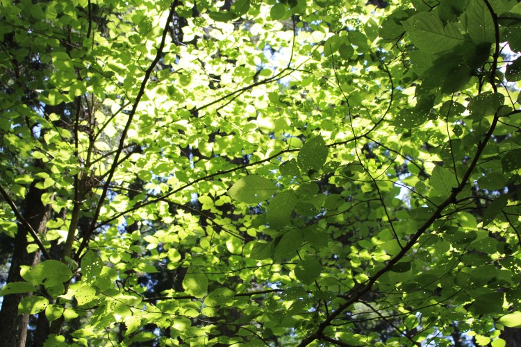 2016_07_03_0023_original