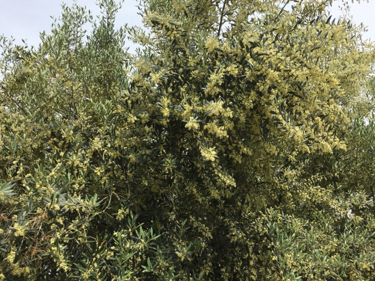 526-27@小豆島リトリート_180604_0194